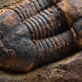 trilobit Ectillaenus benignensis