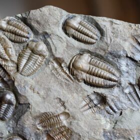 trilobit Ellipsocephalus hoffi