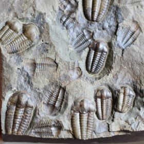 trilobit Ellipsocephalus hoffi