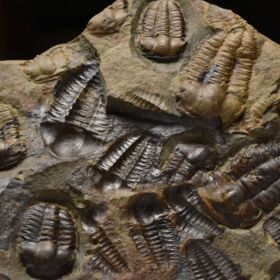 trilobit Ellipsocephalus hoffi