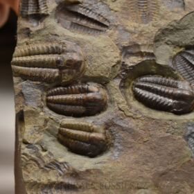 trilobit Ellipsocephalus hoffi