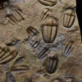 trilobit Ellipsocephalus hoffi