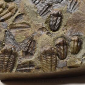 trilobit Ellipsocephalus hoffi