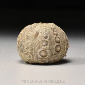 zkamenělá ježovka Cidaris mallum