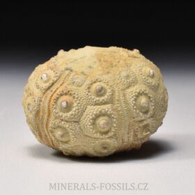 zkamenělá ježovka Cidaris mallum