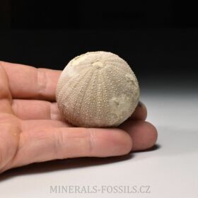 zkamenělá ježovka Psephechinus