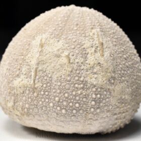 zkamenělá ježovka Psephechinus
