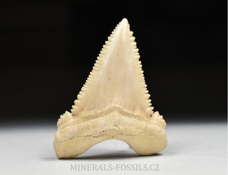 zub  žraloka - Palaeocarcharia orientalis
