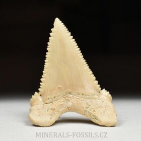 zub  žraloka - Palaeocarcharia orientalis