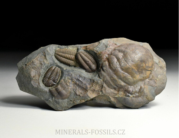 trilobit Ellipsocephalus hoffi