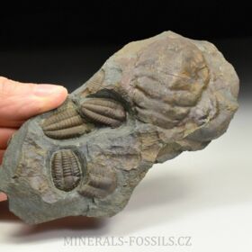 trilobit Ellipsocephalus hoffi