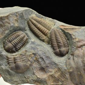 trilobit Ellipsocephalus hoffi