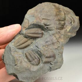 trilobit Ellipsocephalus hoffi