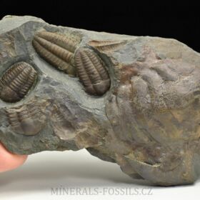 trilobit Ellipsocephalus hoffi