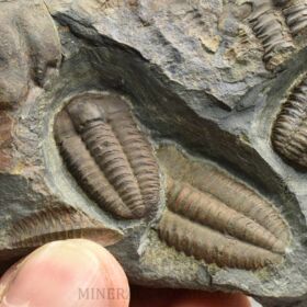 trilobit Ellipsocephalus hoffi