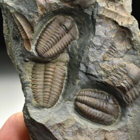 trilobit Ellipsocephalus hoffi