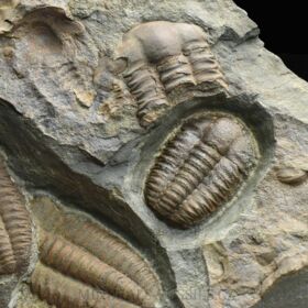 trilobit Ellipsocephalus hoffi