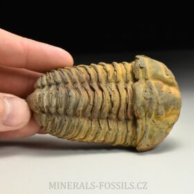 trilobit Colpocoryphe grandis
