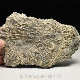 zkamenělé ježovky Acrosalenia