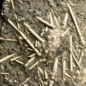 zkamenělé ježovky Acrosalenia