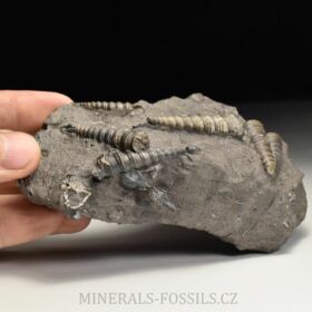 fosilní lastury - Turitella (Stylonema) mitra