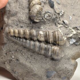 fosilní lastury - Turitella (Stylonema) mitra