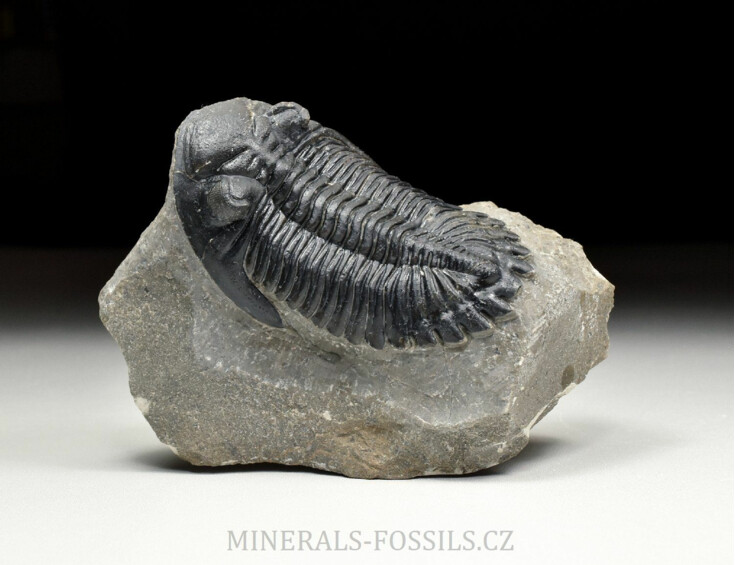 trilobit Hollardops merocristata