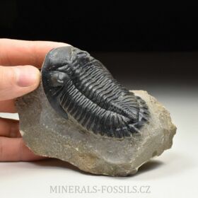 trilobit Hollardops merocristata