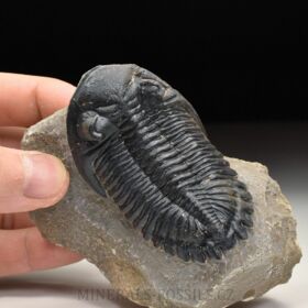 trilobit Hollardops merocristata