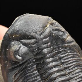 trilobit Hollardops merocristata