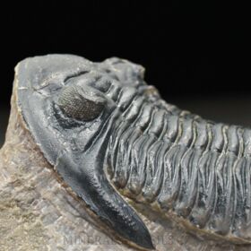 trilobit Hollardops merocristata