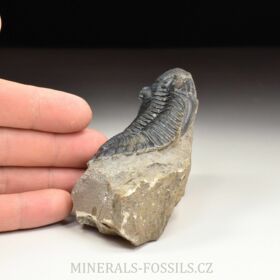 trilobit Hollardops merocristata