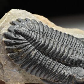 trilobit Hollardops merocristata