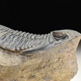 trilobit Hollardops merocristata