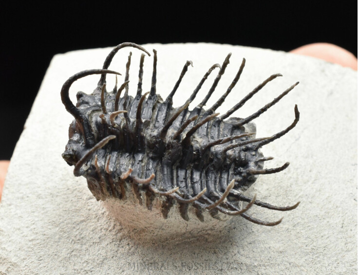 trilobit Koneprusia brutoni