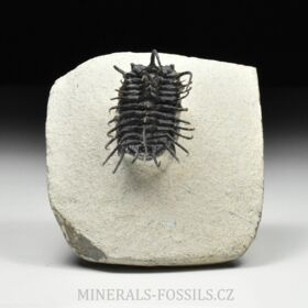 trilobit Koneprusia brutoni