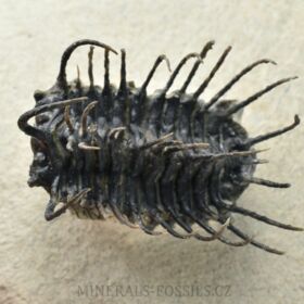 trilobit Koneprusia brutoni