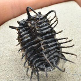 trilobit Koneprusia brutoni