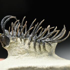 trilobit Koneprusia brutoni