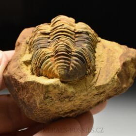 trilobit Diacalymene sp.