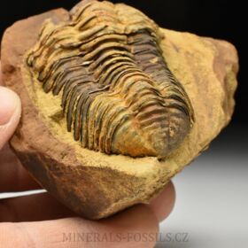 trilobit Diacalymene sp.