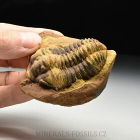 trilobit Diacalymene sp.