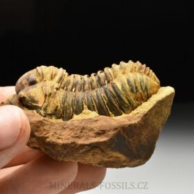 trilobit Diacalymene sp.