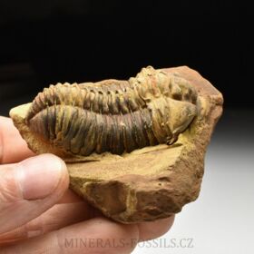 trilobit Diacalymene sp.