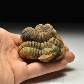 trilobit Diacalymene sp.