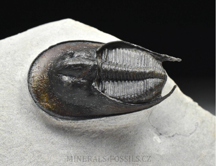 trilobit Scotoharpes perradiatus