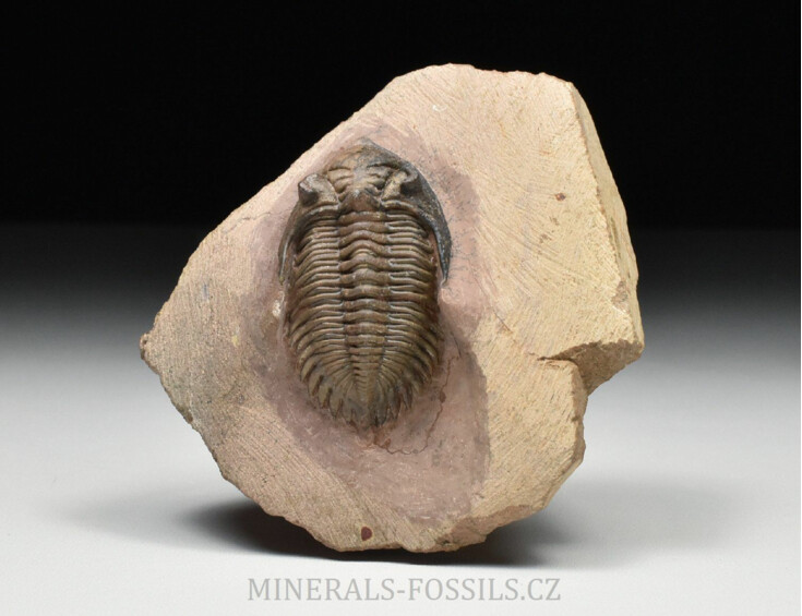 trilobit Metacanthina issomourensis