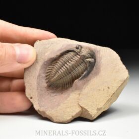 trilobit Metacanthina issomourensis