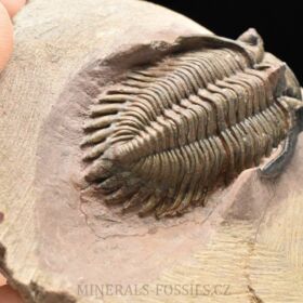 trilobit Metacanthina issomourensis