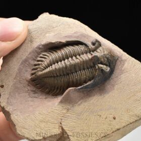 trilobit Metacanthina issomourensis